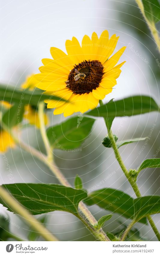 Bee On Yellow Sunflower sunflower helianthus Flower Floral wild wildflower Nature Natural Garden yellow Green copy space bee insect Gardening Plant Petal Summer