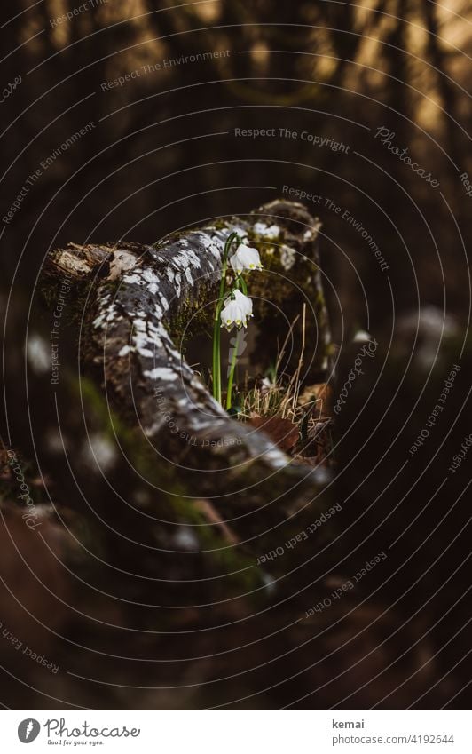 Snowflake in the forest Spring snowflake Forest Woodground White Green Branch wax blossom Brown Fresh Nature pretty Plant Flower Shallow depth of field