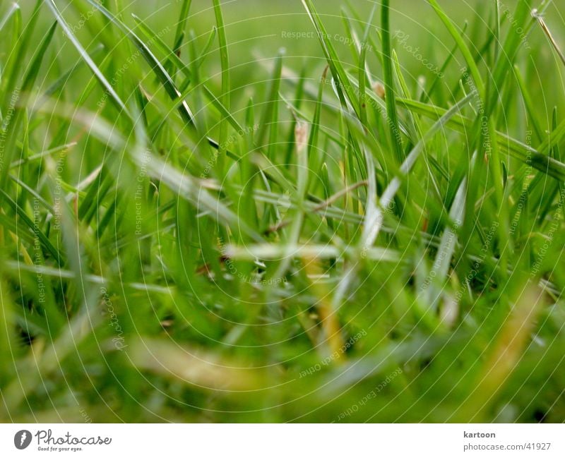 nano Meadow Green Near Nanometer grass Nature Floor covering stalk of grass