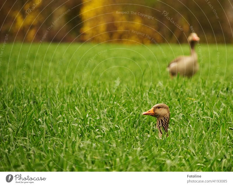 Two geese are playing hide and seek. One is searching, the other is looking to see if anyone is looking. Goose Nature Bird Animal Exterior shot Wild animal