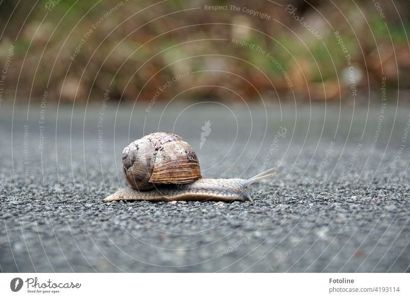 Slowly the snail crawls across the path and ponders how to get across quickly without being run over or trampled. I have once intervened and put them on the other side of the road. Of course only after the photo.
