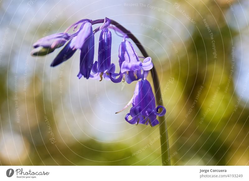 horizontal close-up of Hyacinthoides, bluebells. grass blur background of Ireland bloom blossom spring flora wild nature purple perennial flower beautiful plant