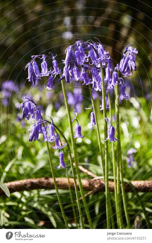 vertical format of bluebells, Hyacinthoides, wild flowers in spring time bloom blossom flora nature purple perennial beautiful plant floral natural blooming