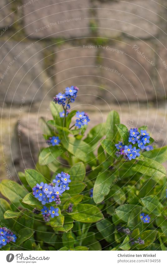 View from above on forget-me-not / myosotis and paving stones Forget-me-not Myosotis Blue Green Spring pretty romantic Spring Flowering flowers Nature Plant