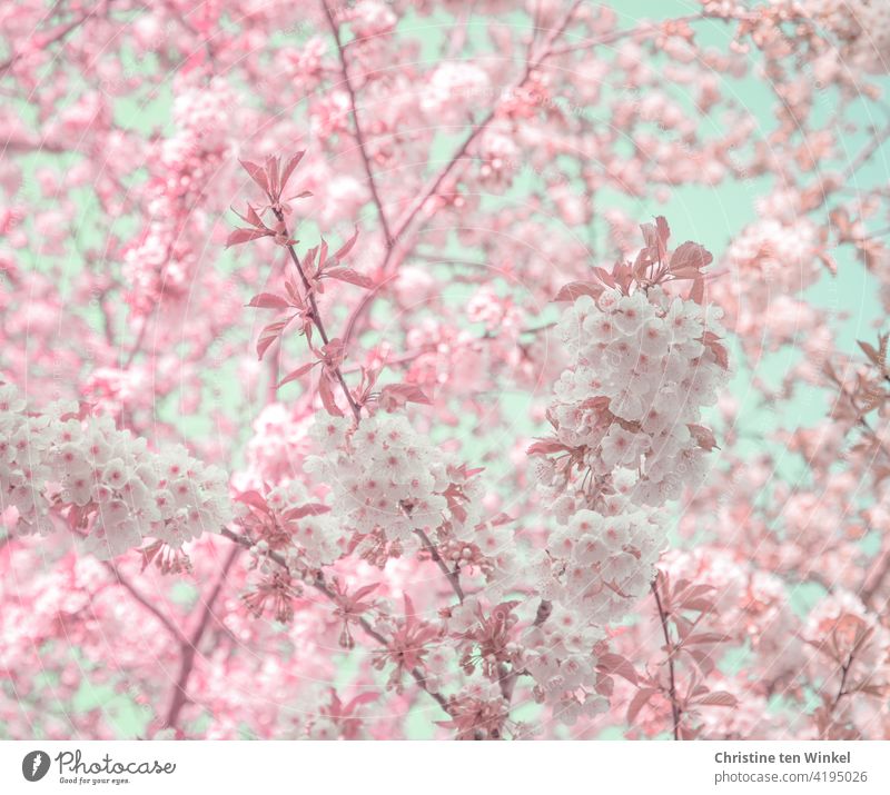 Flower dream in white and pink with some pale blue sky showing through the blossoms Flourishing Spring Blossoming Pink Tree Nature Garden Park Spring fever