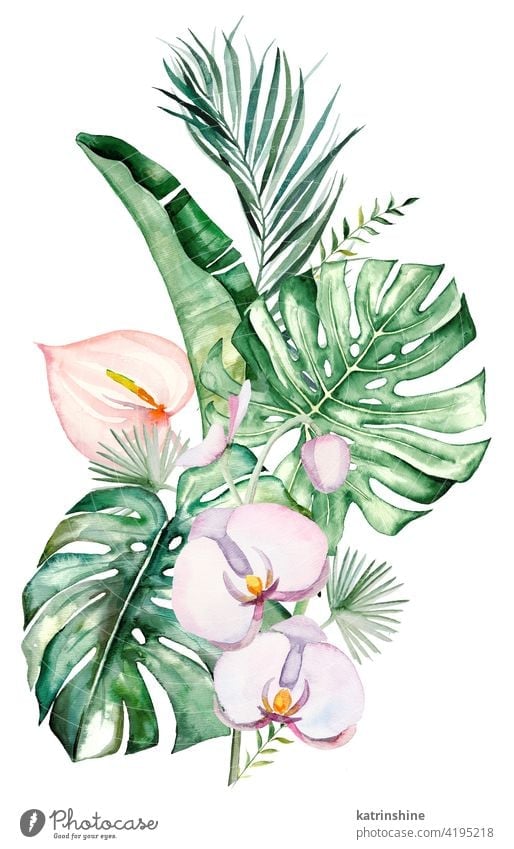 Watercolor tropical flowers and leaves bouquet illustration watercolor orchids anturium pink blush palm monstera fern banana Drawing green paper Botanical Leaf