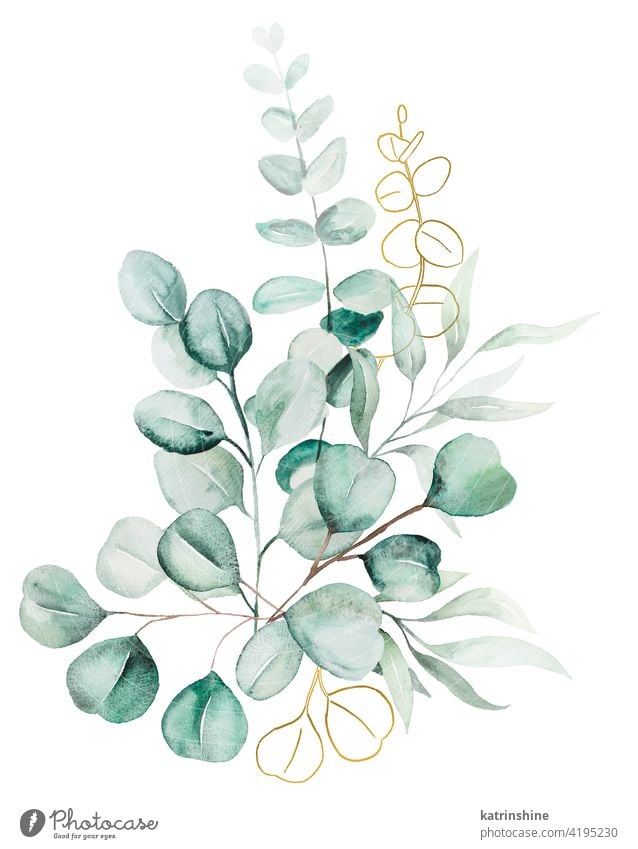 Watercolor eucaliptus leaves bouquet illustration watercolor branch Drawing green golden Botanical Leaf exotic Hand drawn Ornament Plant Foliage Paint Isolated