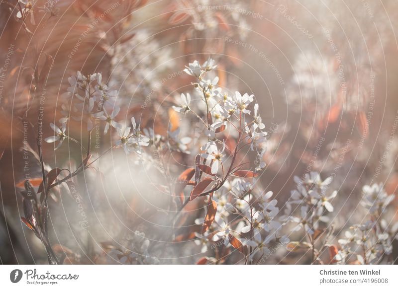 White delicate blossoms of the rock pear / Amelanchier in the backlight of the low sun amelanchic pome fruit growth rosaceous plant Blossoming Flourishing