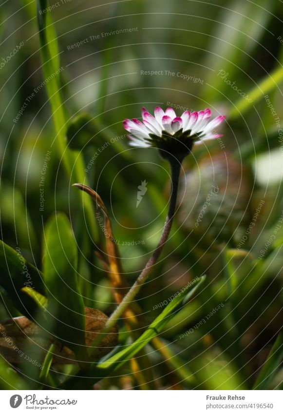 A daisy from its pink side - close up with grasses Daisy Perspective from below White Pink Close-up Blossom Spring Garden Meadow in the grass petals Grass