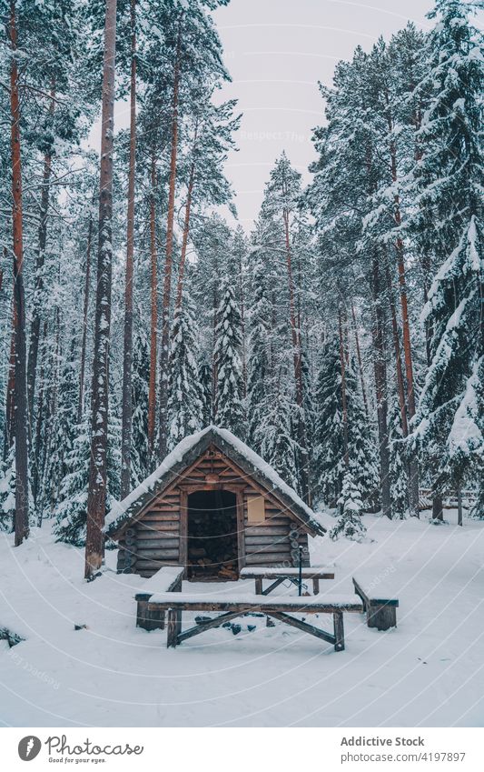 Wooden house in winter forest wooden snow shack coniferous woods bench table landscape tree nature cold season environment spruce fir tall pine evergreen