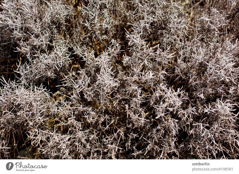 Lavender after the winter Branch blossom Blossom Dark Twilight Relaxation awakening holidays spring Spring spring awakening Garden allotment Garden allotments