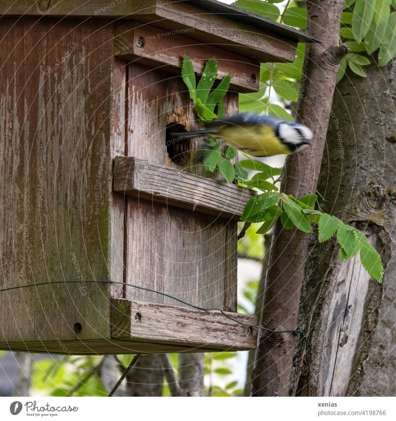 Tit in a dive - blue tit leaves the bird house as fast as an arrow Bird aviary birds Tit mouse Flying swift Garden Animal Wild animal motion blur blurred