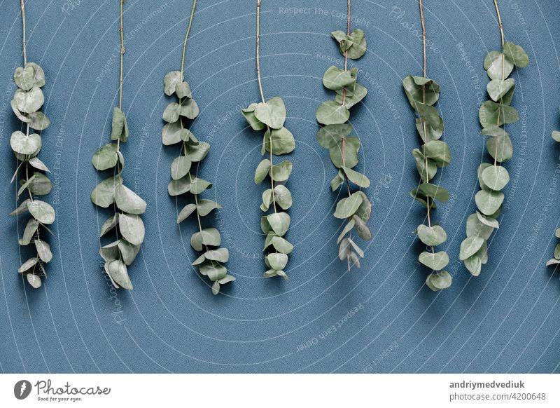 Eucalyptus branches on blue background, top view. decor text copy creativity 2020 space art nature beautiful beauty classic closeup color colorful creative