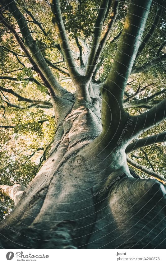 Old as a tree... | an ancient huge gnarled tree with leaf canopy from the frog perspective Tree Tree trunk Force vigorously Nature Wood Forest Plant