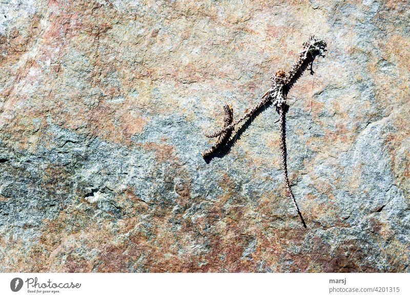 Little branch with lichen taking a sunbath on a colorful stone. Stone rock Structures and shapes Branch Lie strange Simple naturally Abstract