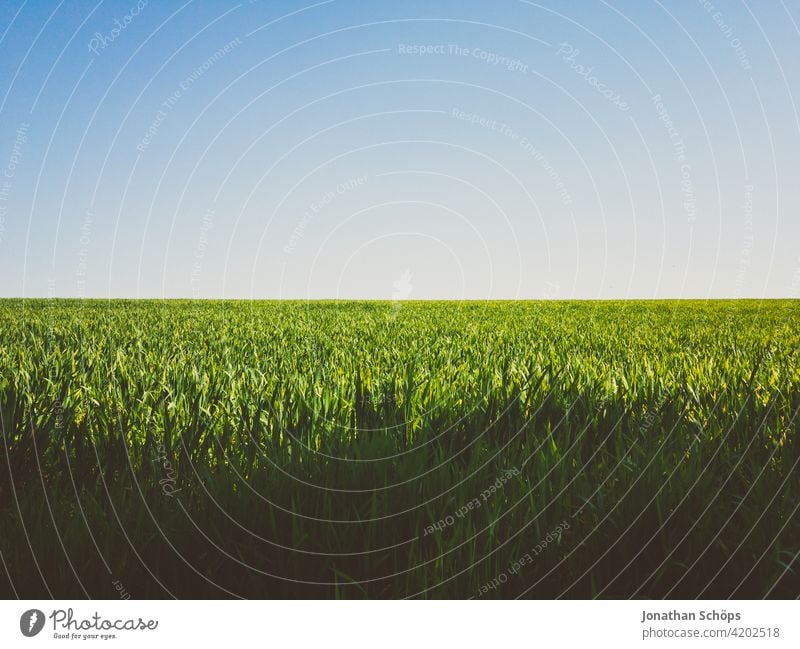green field and blue sky idyll in sunshine Growth Landscape Agricultural crop Colour photo Blue Exterior shot Environment Nature sunny out Blue sky Summer Sky
