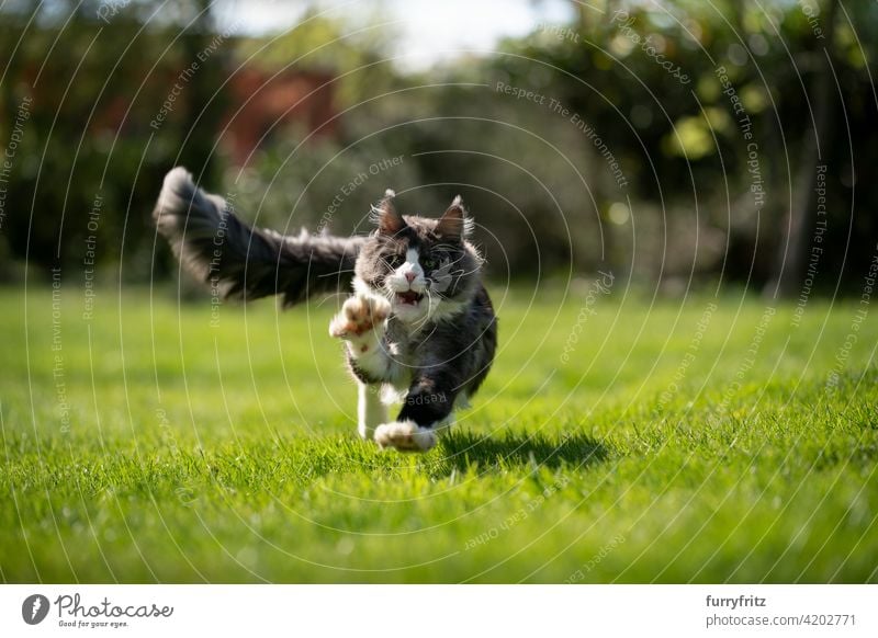 tuxedo maine coon cat hunting running at camera purebred cat pets longhair cat outdoors feline fluffy fur beautiful nature garden front or backyard green lawn