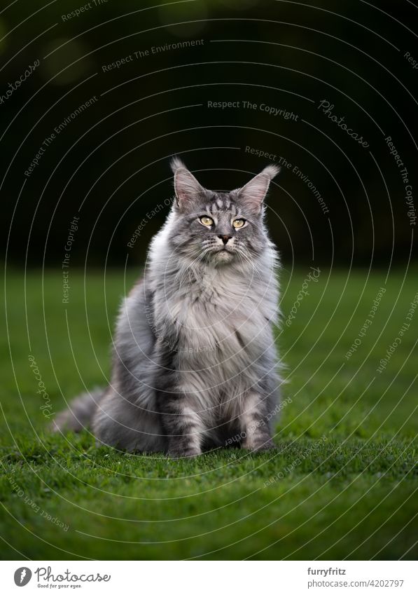 portrait of a beautiful silver tabby maine coon cat on green grass purebred cat pets longhair cat outdoors feline fluffy fur nature garden front or backyard
