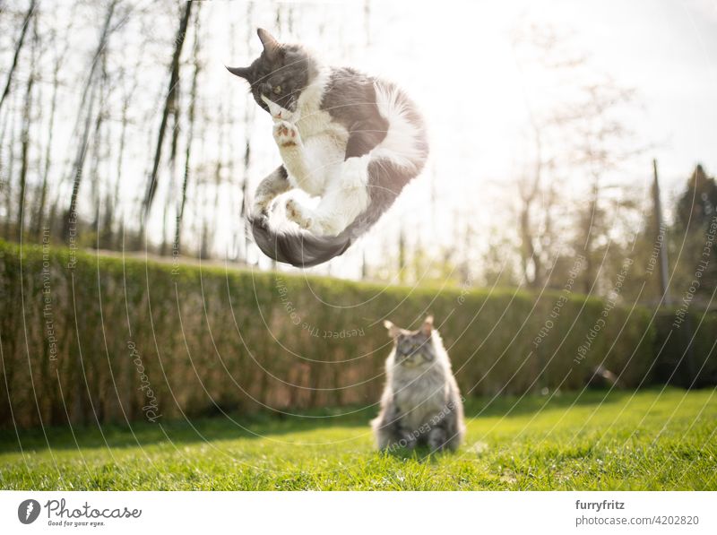 playful cat jumping another cat watching funny purebred cat pets maine coon cat longhair cat outdoors feline fluffy fur beautiful nature garden