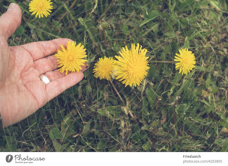 Dandelion meadow and hand on the flower Flower meadow Grass Hand Spring Yellow Plant Exterior shot Meadow Green Nature Colour photo Environment Day Deserted
