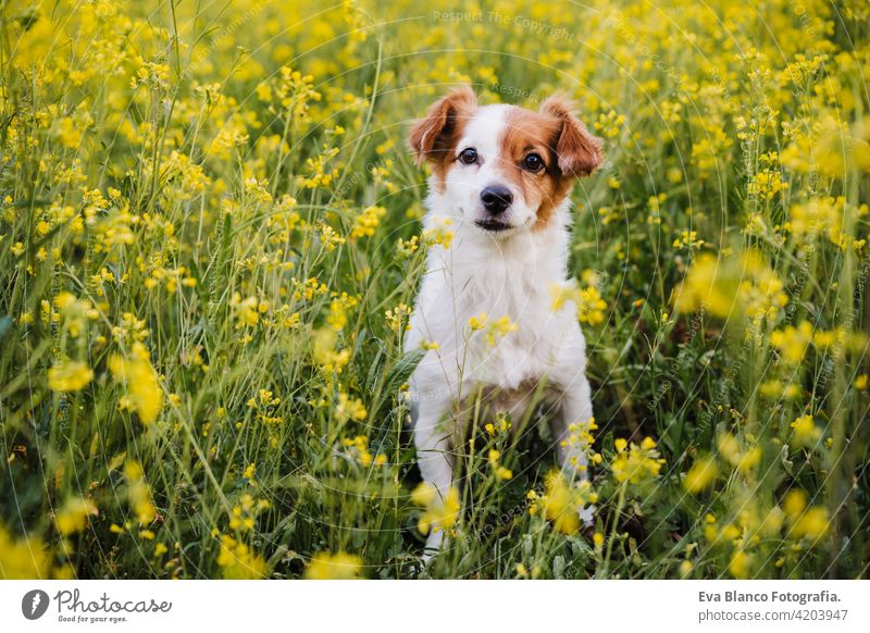 cute small jack russell dog sitting outdoors in yellow flowers meadow background. Spring time, happy pets in nature spring fun country sunny easter beauty