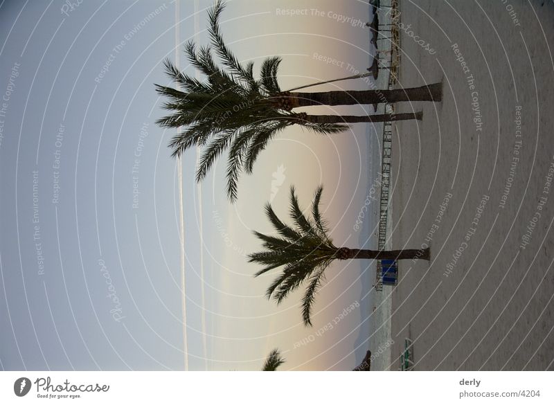 Palm trees on the beach Majorca Beach