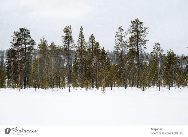 Beautiful and relaxing landscape. Snowing in a forest in Lapland, Finland, Europe frozen natural weather park season wood ice trees scene beautiful background