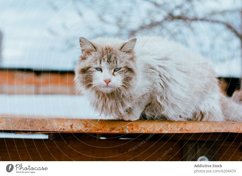 Cute cat lying on roof fence sky feline nature pet fluffy fur cute furry animal mammal rural domestic calm house building facade exterior adorable creature