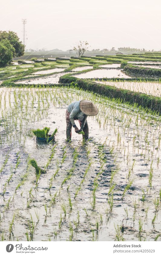 A worker working in a rice field plant green farm agriculture men workers workpeople paddy nature landscape food harvest background asia thailand natural
