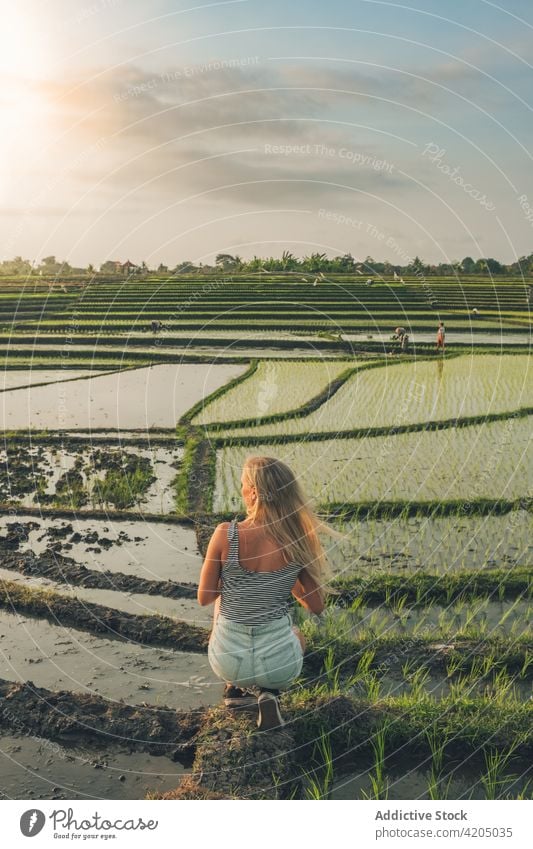 Blond woman standing in a rice field in Kajsa plant green farm agriculture paddy nature landscape food harvest background asia thailand outdoor asian sky