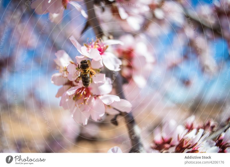 Bee pollinating flower on blooming almond tree bee pollinate nectar blossom spring insect nature flora tender sweet entomology garden sunny vegetate growth