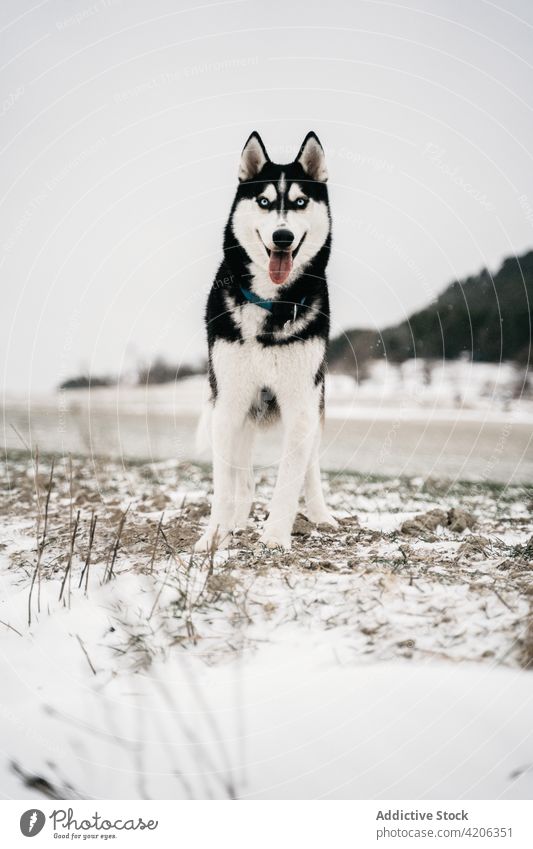 Purebred dog standing on snowy field husky meadow nature winter pet purebred countryside canine gray daylight animal hill pedigree friend breed tree loyal