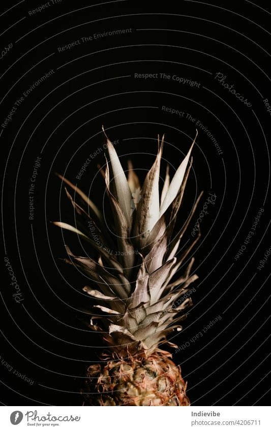 Dried pineapple leaves on black background. Harsh shadows, dramatic view, lots of details. dark isolated fruit food tropical fresh sweet ripe healthy ananas