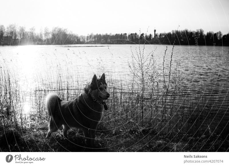 Malamute dog standing on lake shore against water travel outdoors nature environment majestic flora animal pet mammal landscape tranquil calm quiet latvia fur