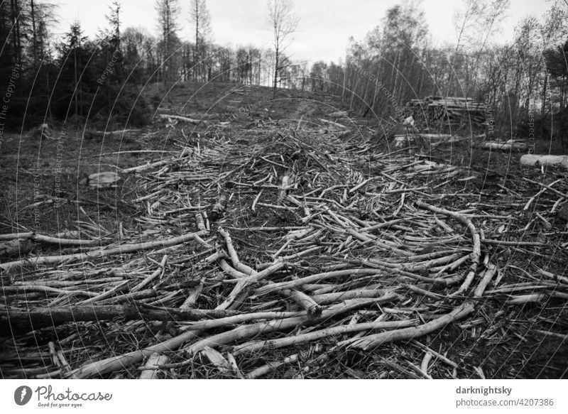 Cleared forest of spruce trees, cleared forest after an infestation by bark beetles tree trunks Logging Destruction Forest death Environmental protection