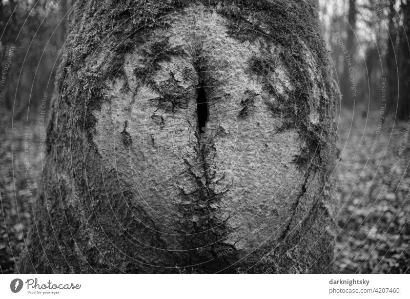 Tree trunk with traces after a damage in the bark Forest detail Damage defective Growth Plant Environment Green Day Exterior shot Nature Deserted Knothole