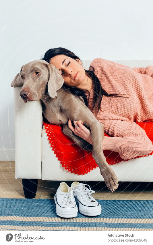 Woman with dog sleeping on sofa woman together at home loyal love best friend pet purebred companion breed female owner weimaraner free time cute nap rest