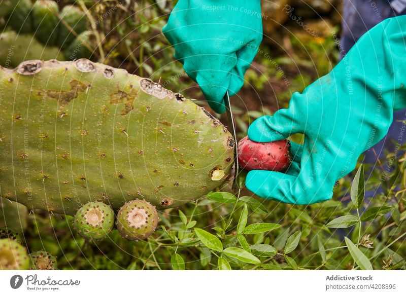 Crop worker cutting fruit of prickly pear cactus ripe canary islands el hierro exotic production food plant red tropical opuntia nature natural organic sweet
