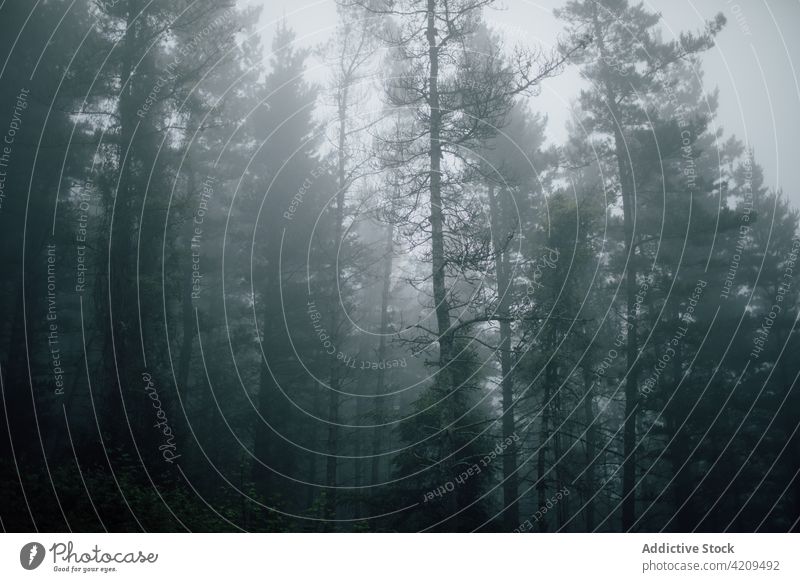 Overgrown trees in misty woods under gray sky nature landscape woodland environment ecology mystery overgrown solitude forest fog trunk dark scene silent high