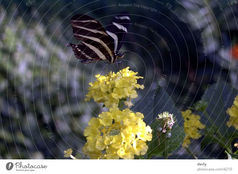 butterfly Butterfly Flower