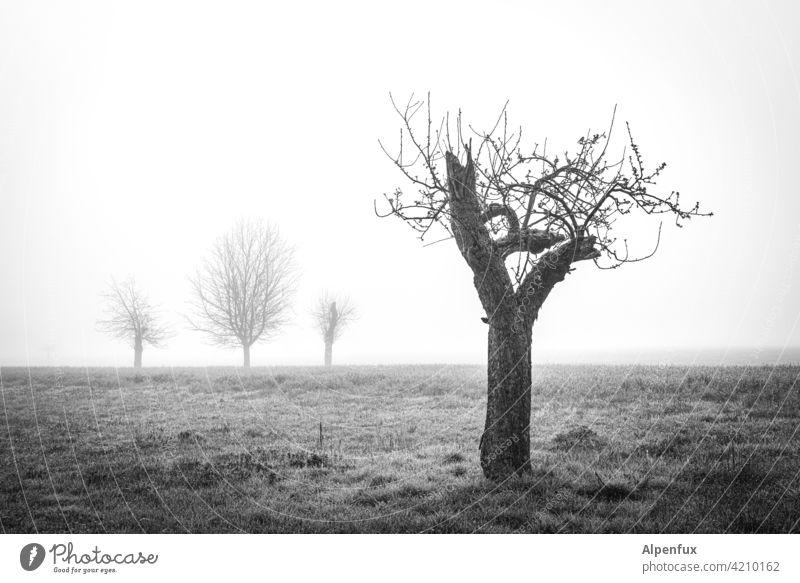 On the edge of society Tree bare tree Fog Landscape Autumn Moody on one's own unattached by oneself Loneliness silent Exterior shot Cold Calm Environment