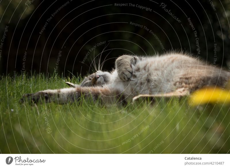 A cat sleeps relaxed in the grass, it is spring, the dandelion blooms Nature flora fauna Animal Pet Cat Sleep tranquillity To enjoy Plant Grass Blossom