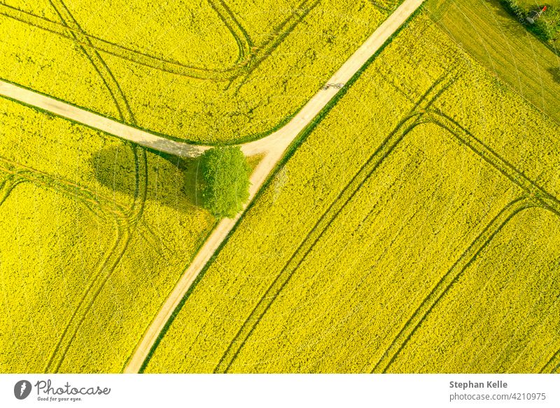 Aerial of a wide rapeseed oil plants agricultural field of many yellow blooming blooson, typical drone photo for a spring time concept. summer nature