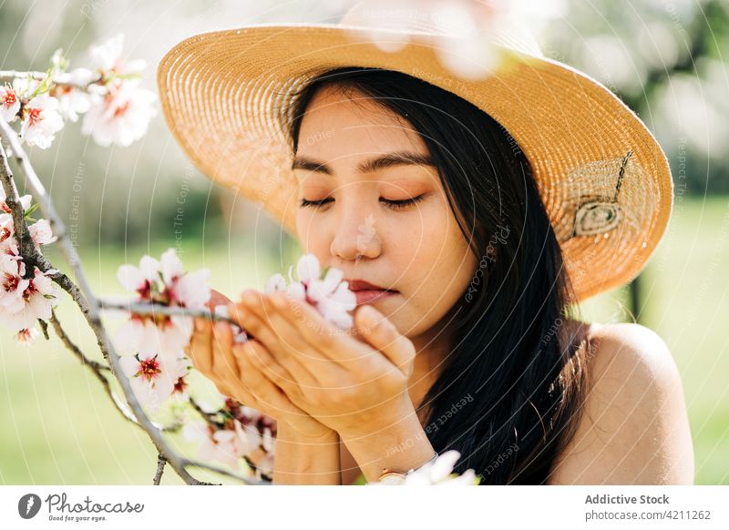 Asian woman smelling blooming flowers of tree cherry fragrant lush bud garden female blossom nature scent vegetate petal delicate plant gentle asian ethnic