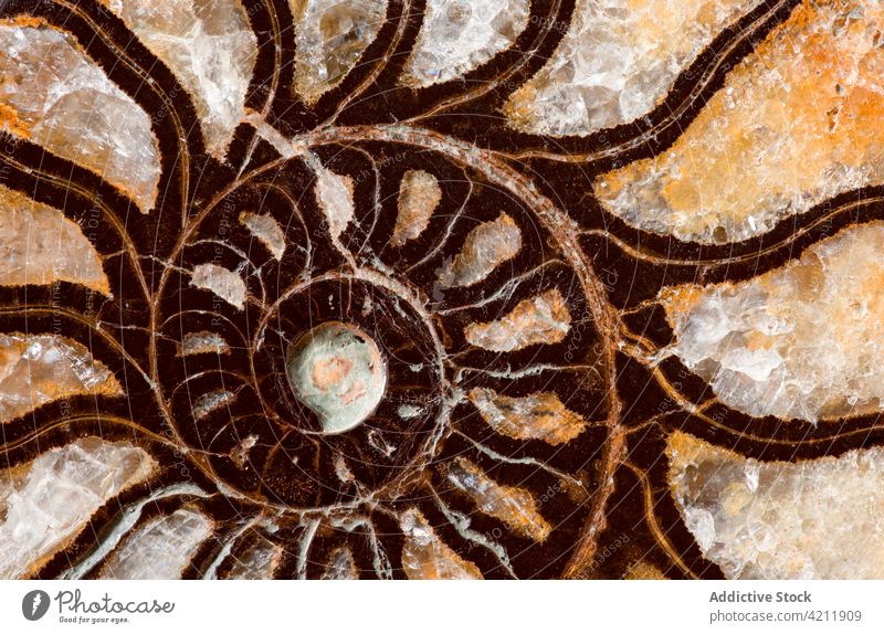 Background texture of ammonite fossil Ammonite Cretaceous Morocco ancient cephalopod chambers close-up closeup crystalline crystallized detailed extinct