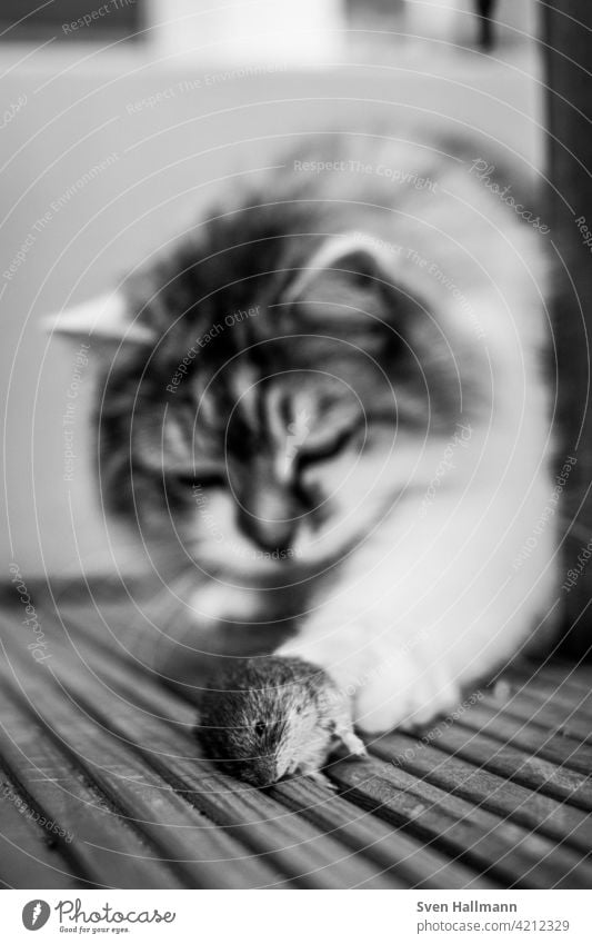 Puss with mouse as prey Cat Pelt Animal hangover Domestic cat Cute portrait Longhaired cat Looking Pet Observe Gray feline Animal portrait purebred cat Fluffy