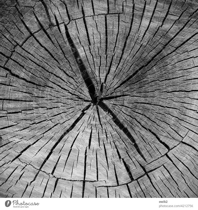 diary Tree trunk Annual ring Structures and shapes Pattern Many Cut Logging Transience Close-up Exterior shot Deserted Change Old Detail Forestry