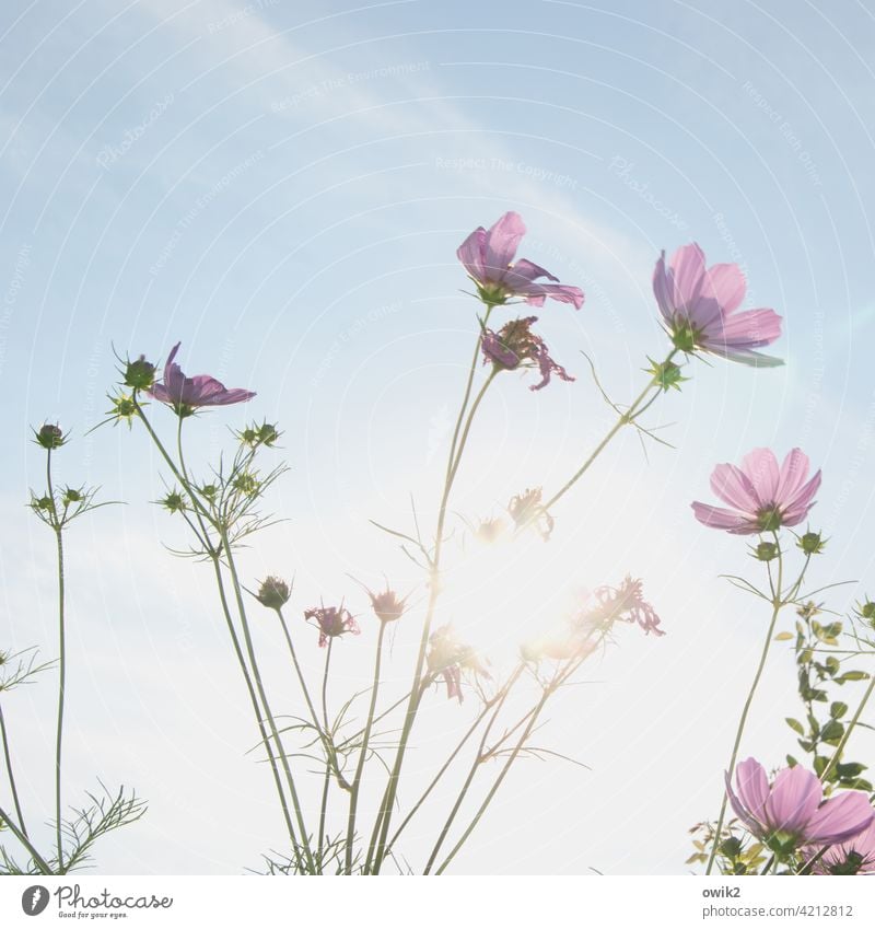 Growth Garden Blossom Flower Cosmos Wild plant Beautiful weather Summer Nature Plant Air Sky Clouds Environment To swing Blossoming Movement Meadow Bright Idyll