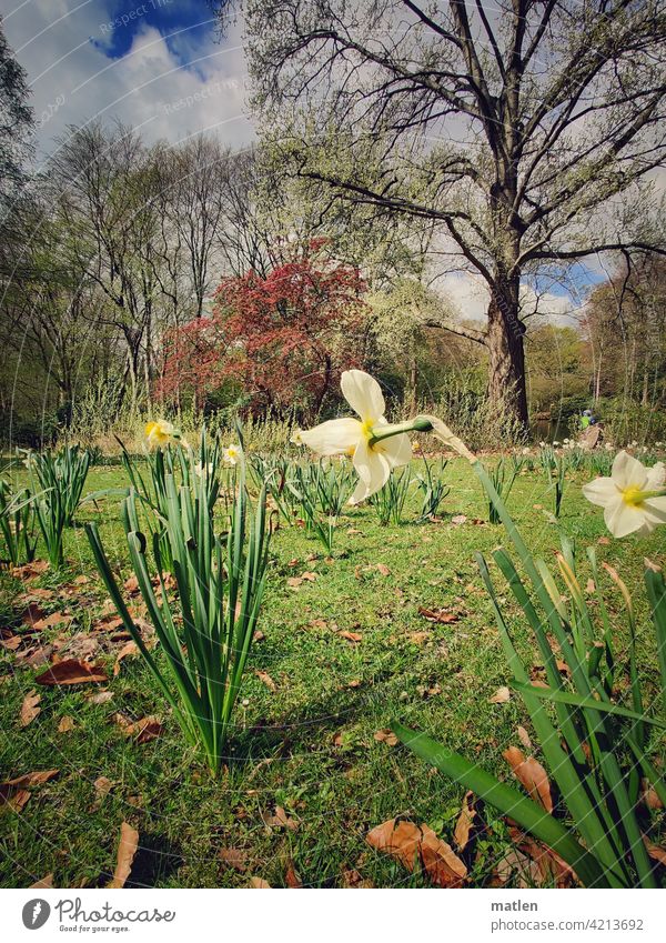 spring Spring Meadow Tree daffodil foliage variegated Sky Clouds Beautiful weather Exterior shot Deserted Landscape Day Plant Green