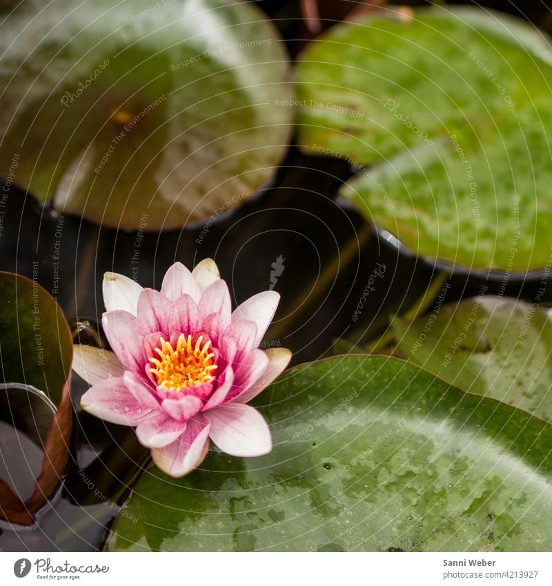 water lily Water lily Pond Plant Nature Colour photo Exterior shot Deserted Water lily leaf Water lily pond Leaf Green Blossom Day Environment Flower